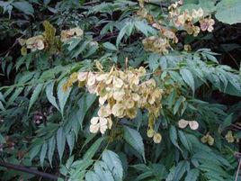 金錢槭屬 金錢槭屬