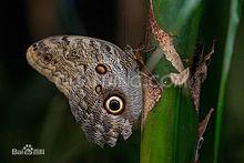 butterfly[蝴蝶的英文表述]