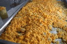 中雁生物實驗室條件下培育的粗壯脈紋孢菌