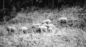 （圖）野象又要進村了