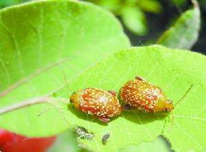 黃櫨脛跳甲成蟲