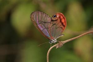 紅暈綃眼蝶