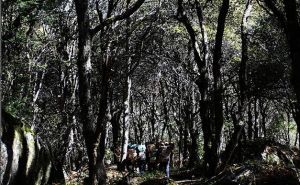 三穗苔草 三穗苔草