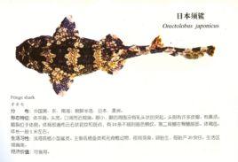 日本偏鯊 日本偏鯊