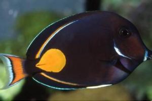 雞心倒吊 雞心倒吊