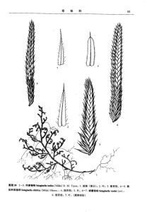 印度卷柏（植物分類學報）圖版20：1-3