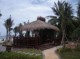 茅草屋頂 茅草屋頂