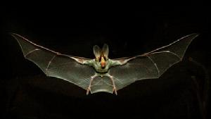 幽靈蝙蝠 幽靈蝙蝠