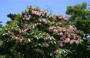 天目杜鵑 天目杜鵑