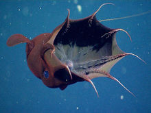 吸血鬼烏賊圖集