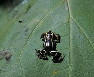 伊比利亞山蛙 伊比利亞山蛙