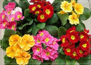 報春花[報春花目報春花科植物]