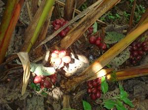 趕馬利村草果種植