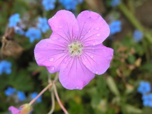 甘青老鸛草 甘青老鸛草