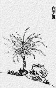 《邶風&middot;靜女》