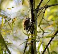 金額姬啄木鳥 金額姬啄木鳥