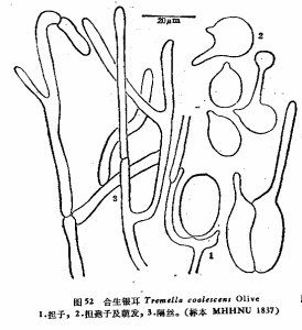 合生銀耳 合生銀耳