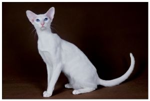 東方短毛貓 東方短毛貓