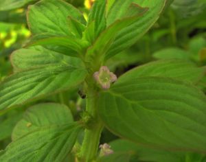 闊葉豐花草 闊葉豐花草