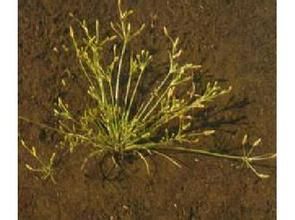 矮飄拂草 矮飄拂草