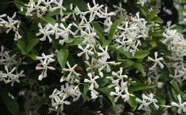 台灣絡石 台灣絡石