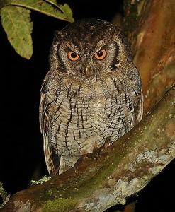 哥倫比亞角鴞 哥倫比亞角鴞