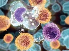 異細胞清理因子 異細胞清理因子