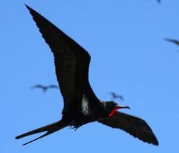 安德魯軍艦鳥 安德魯軍艦鳥