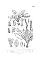 短筒兔耳草 短筒兔耳草