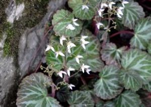 剛毛虎耳草 剛毛虎耳草