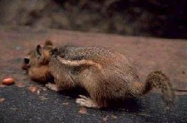 側紋岩松鼠 側紋岩松鼠