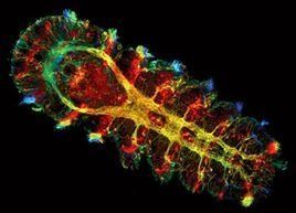 原索動物 原索動物