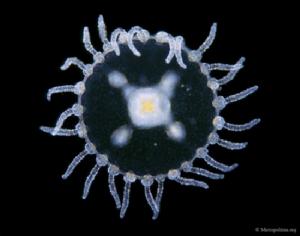 藪枝蟲的水母型