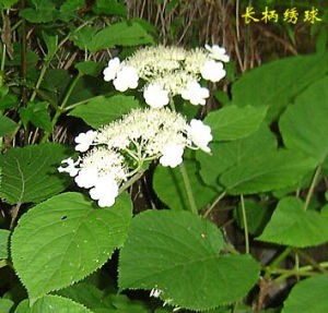 長柄繡球 長柄繡球