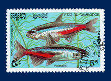 這是一張哥倫比亞的霓虹脂鯉郵票