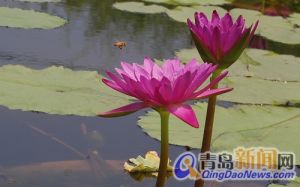 青島世界園藝博覽會