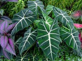 美葉觀音蓮 美葉觀音蓮