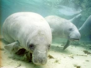 南美海牛 南美海牛