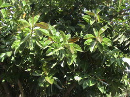 橡膠樹屬 橡膠樹屬