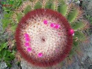 花座球屬 花座球屬