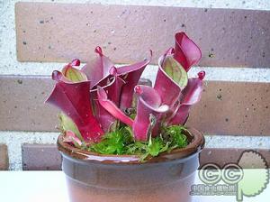 小太陽瓶子草 小太陽瓶子草