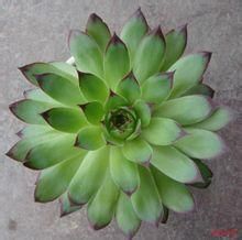 邊位觀音座蓮 邊位觀音座蓮