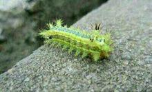 刺毛蟲[動物名稱]