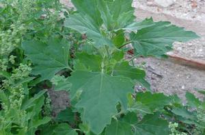 灰菜[石竹目藜科植物]