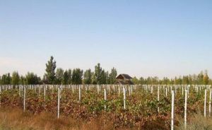 恩格貝旅遊區 恩格貝旅遊區