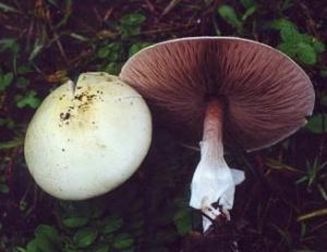 白林地蘑菇 白林地蘑菇