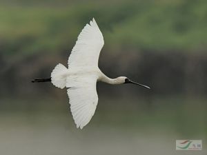 黑臉琵鷺 黑臉琵鷺