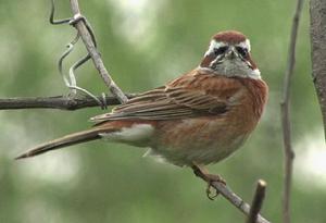 三道眉草鵐東北亞種 三道眉草鵐東北亞種