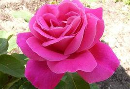 粉和平月季 粉和平月季