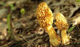 金堂羊肚菌 金堂羊肚菌